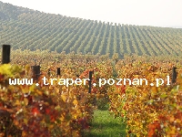 Wczasy-Węgry-Harkany