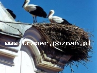 Harkany jest położone w pobliżu miasta P&eacute;cs blisko granicy z Chorwacją. Węgry. Największym skarbem Harkany jest lecznicza woda termalna na miejscowym kąpielisku. Kapielisko termalne jest
