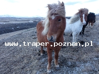 Reykjavik to najbardziej wysunięta na p&oacute;łnoc stolica świata, położona w zachodniej części Islandii.