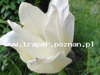 100 Rocznica Wybuchu Powstania Wielkopolskiego w Poznaniu PolskaWielkopolanie  jak co roku obchodzą wielkie święto udanego Powstania Wielkopolskiego,  jednego z nielicznych zakończonych sukcesem. 