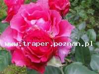 100 Rocznica Wybuchu Powstania Wielkopolskiego w Poznaniu PolskaWielkopolanie  jak co roku obchodzą wielkie święto udanego Powstania Wielkopolskiego,  jednego z nielicznych zakończonych sukcesem. 