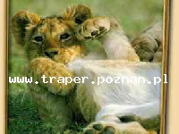 Serengeti Safari Park w Hodenhagen to największe safari w Niemczech.Podzielone jest na 4 krainy tematyczne:Krainę Zwierząt, Małp, Rozrywki i&nbsp; Wodną.
W Krainie Zwierząt na ponad 110 hektara