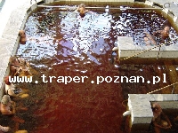 Hajduszoboszl&oacute; tutaj znajduje się największy w Europie kompleks wodny Hungarospa. Olbrzymie kąpielisko z wieloma basenami termalnymi, z falami, rekreacyjnymi, pływackimi, basenami leczniczy